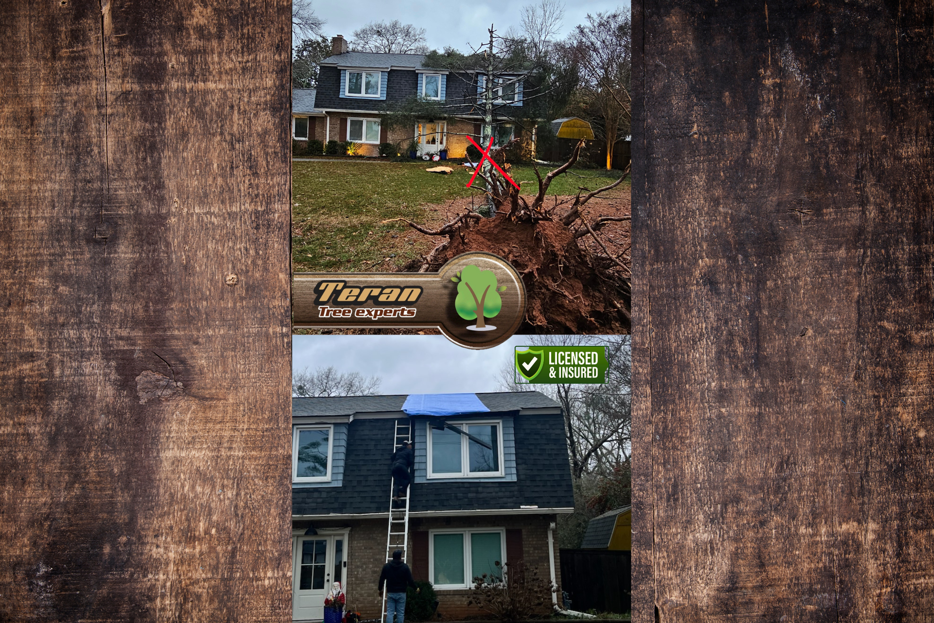 Tree Trimming Solutions | Atlanta, GA | Teran Tree Experts