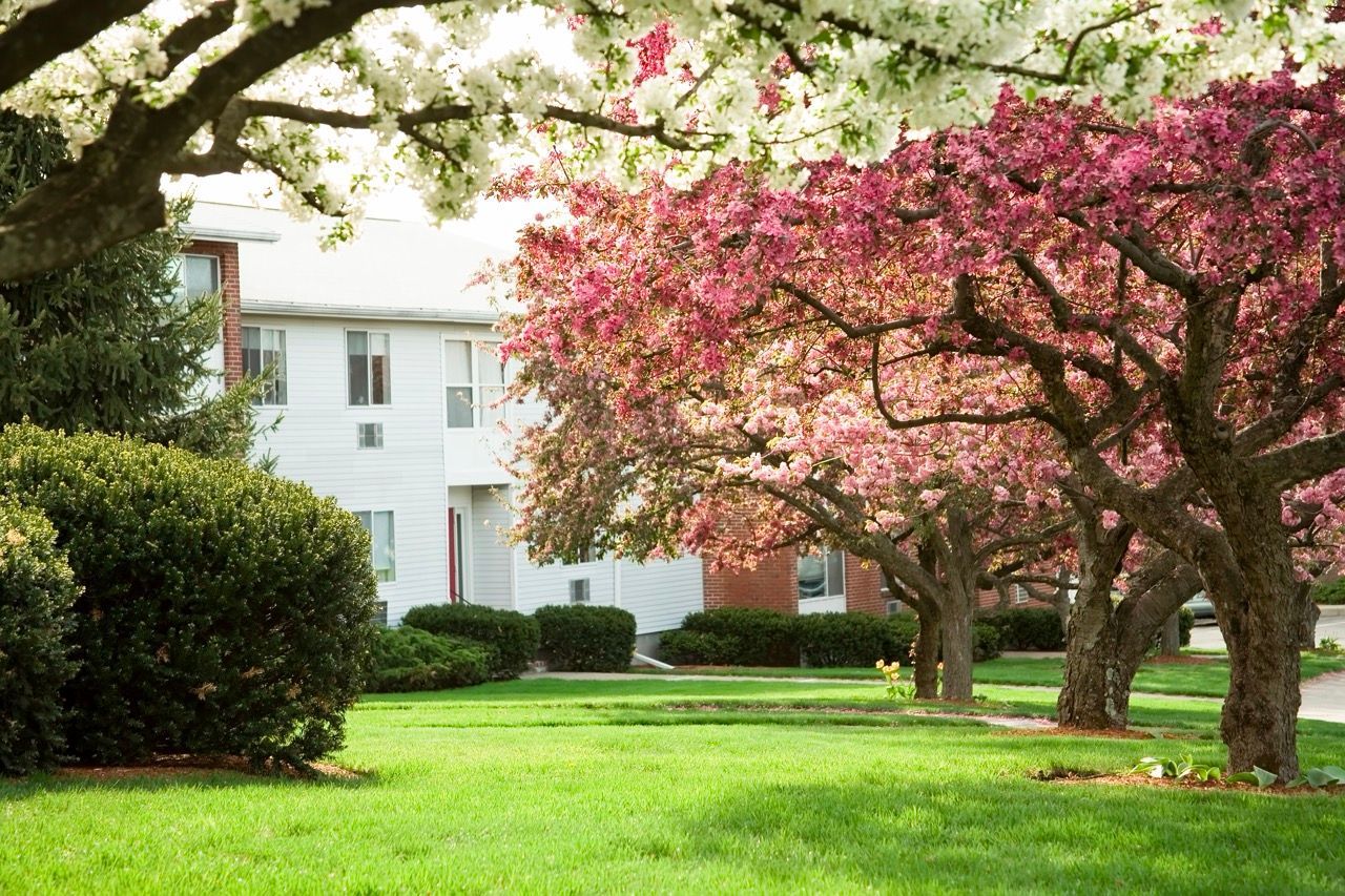 Exterior view of a multi-family apartment community with green lawn and flowering trees.