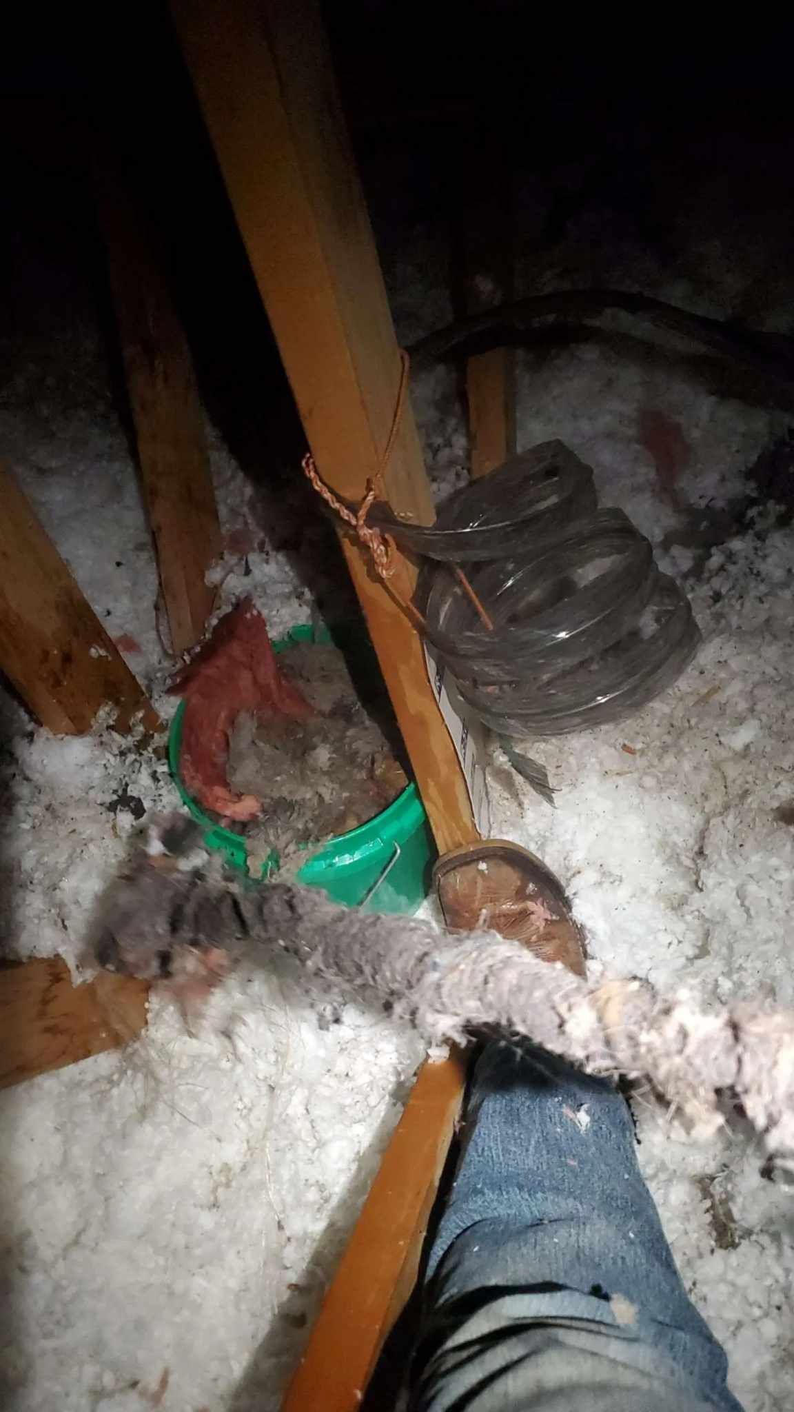 A person is standing in an attic with a green bucket filled with dust.