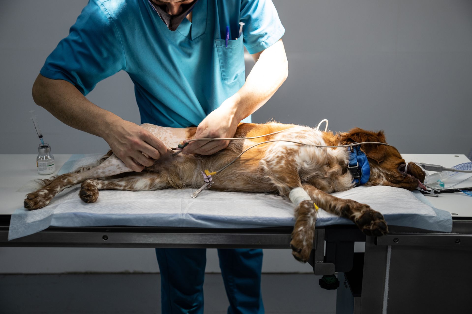 A dog is laying on a table being examined by a veterinarian.