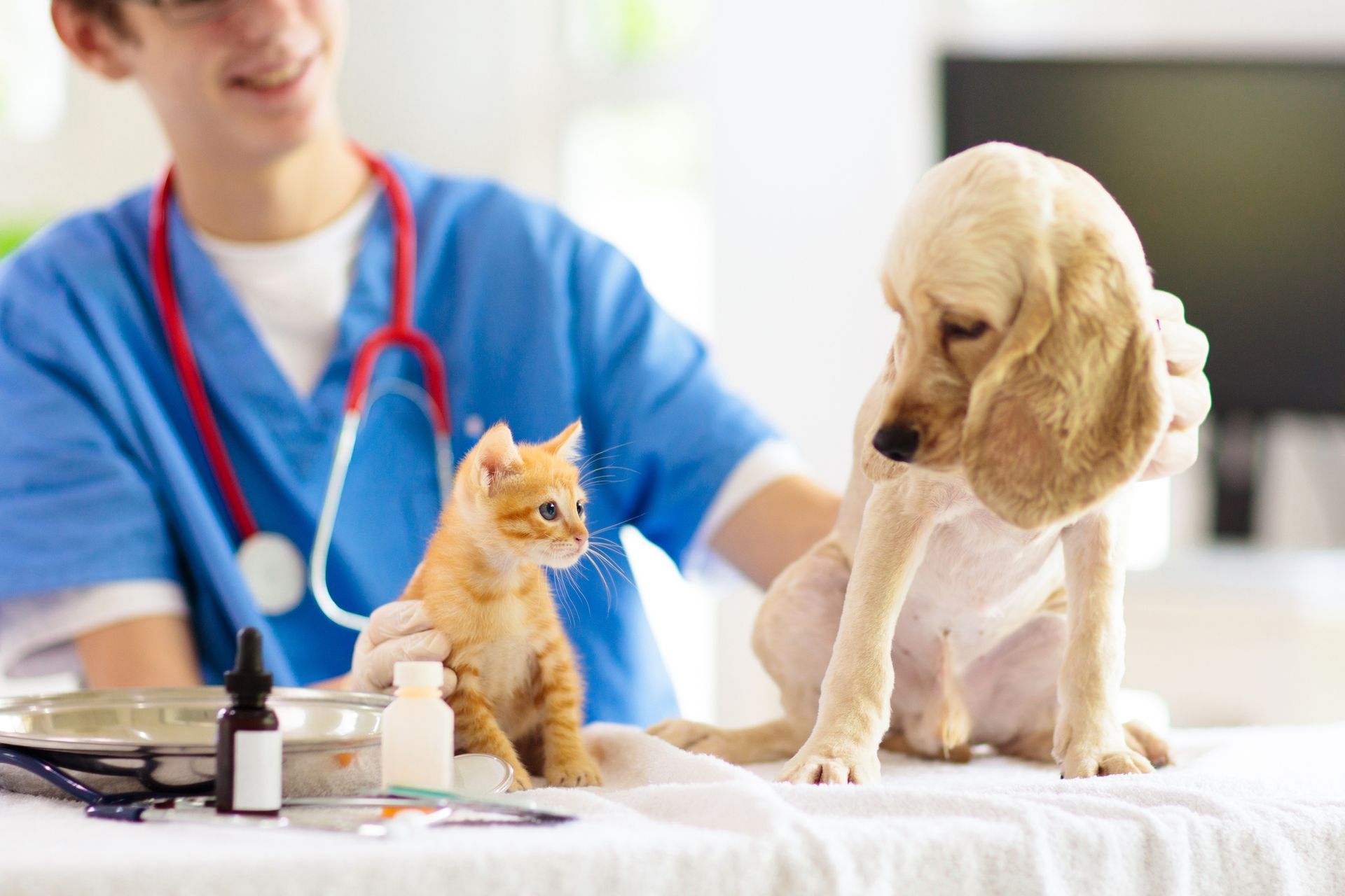 A puppy and a kitten are being examined by a veterinarian.