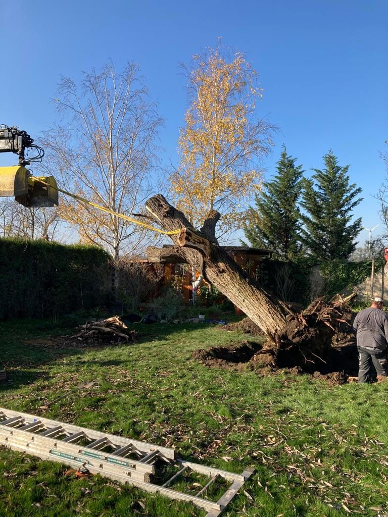 Bagger reißt den Baum um