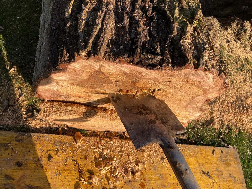gefällter Baum