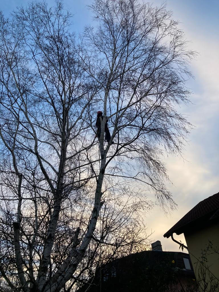 Bäume