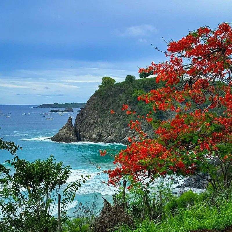 Uma exuberante paisagem costeira apresenta um promontório rochoso com vista para as águas azuis, emoldurado por uma árvore com vibrantes flores vermelhas.
