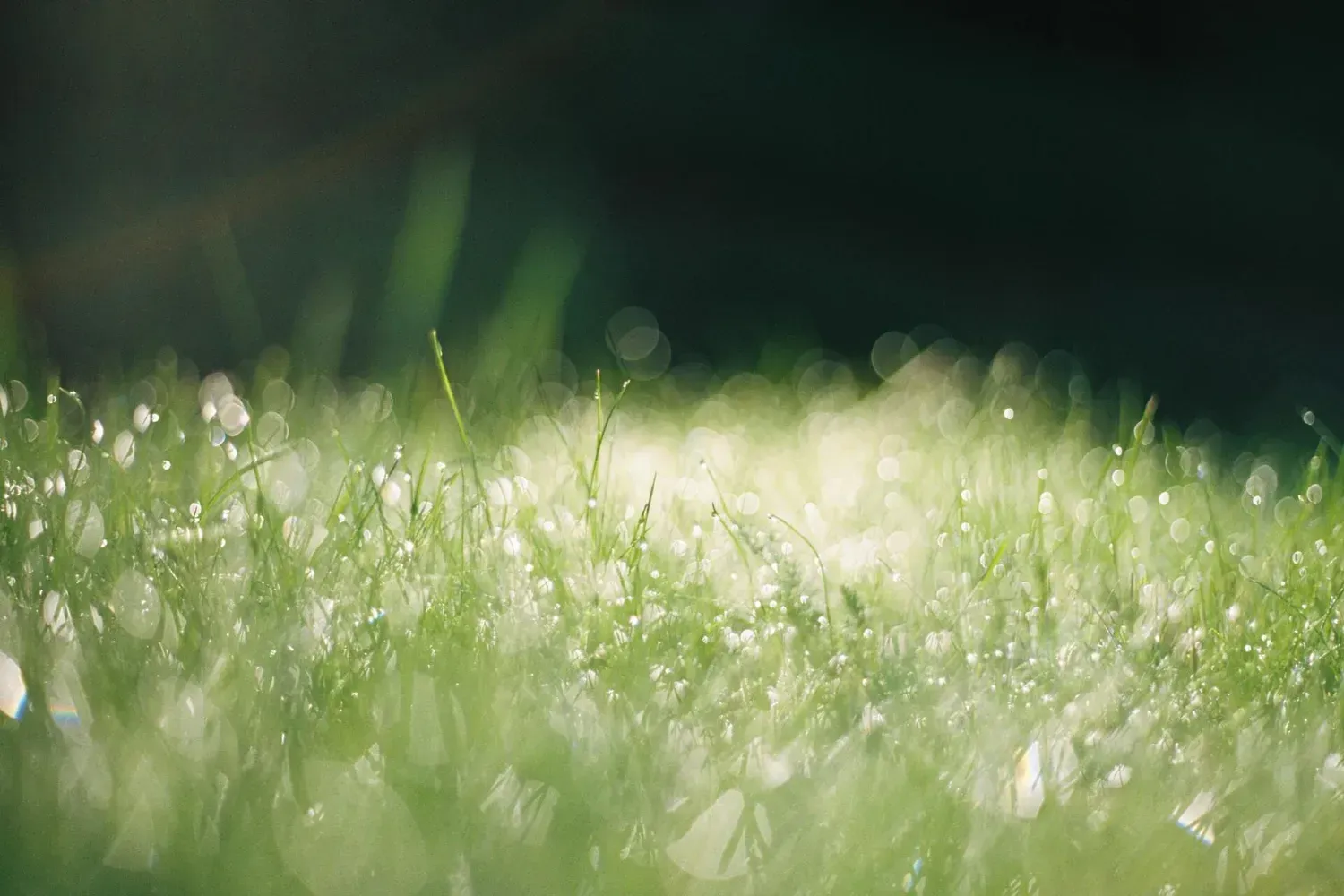 Sunlit dewy grass with soft green bokeh in the background — Rainman Domestic Water In Avoca, QLD
