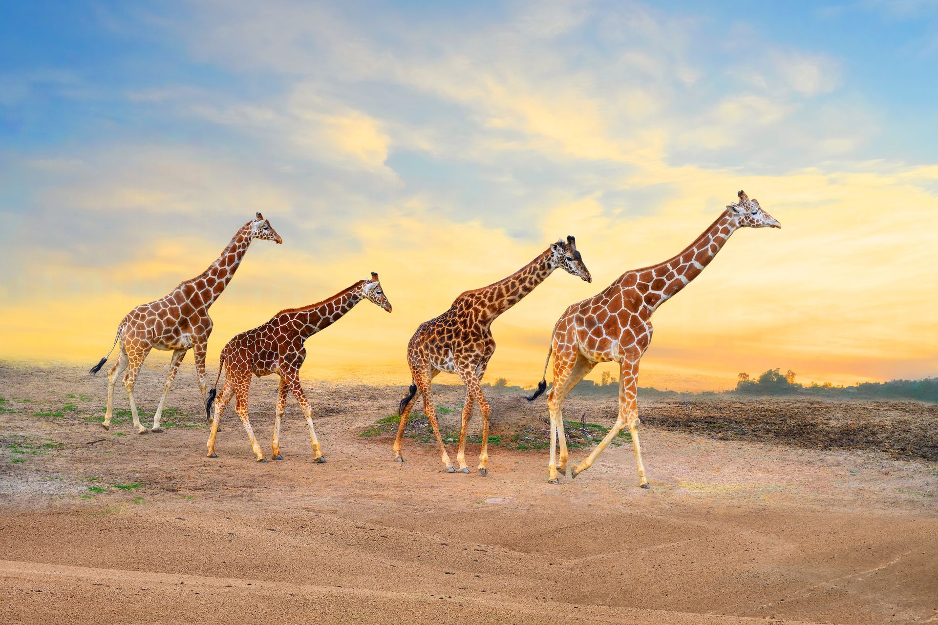 Four giraffes walking across a dirt path with a sunset in the background. Four giraffes walking across a dirt path with a sunset in the background.