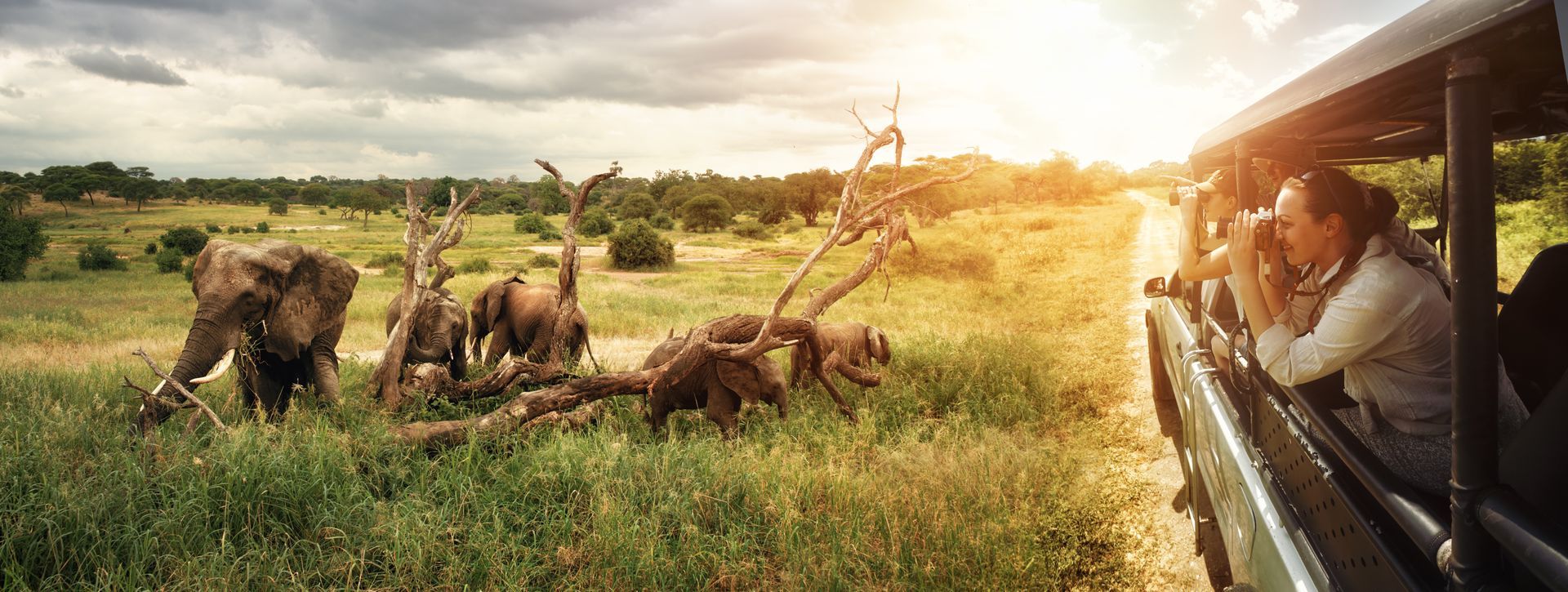 Elephants graze on the savannah while tourists take photos from a safari vehicle. Elephants graze on the savannah while tourists take photos from a safari vehicle.