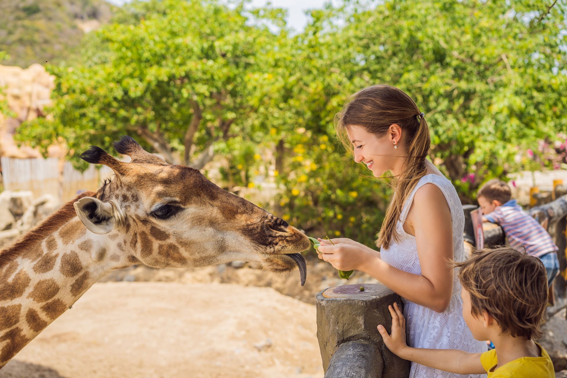 Woman feeding a giraffe at a zoo, child watching. Green trees in background. Woman feeding a giraffe at a zoo, child watching. Green trees in background.