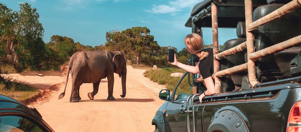 A person takes a selfie of an elephant crossing a dirt road from an open-top safari vehicle. A person takes a selfie of an elephant crossing a dirt road from an open-top safari vehicle.