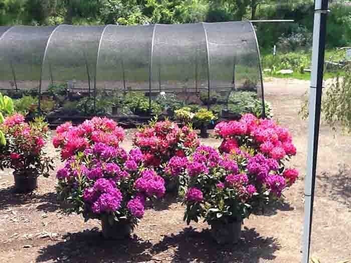 Specialty Plants