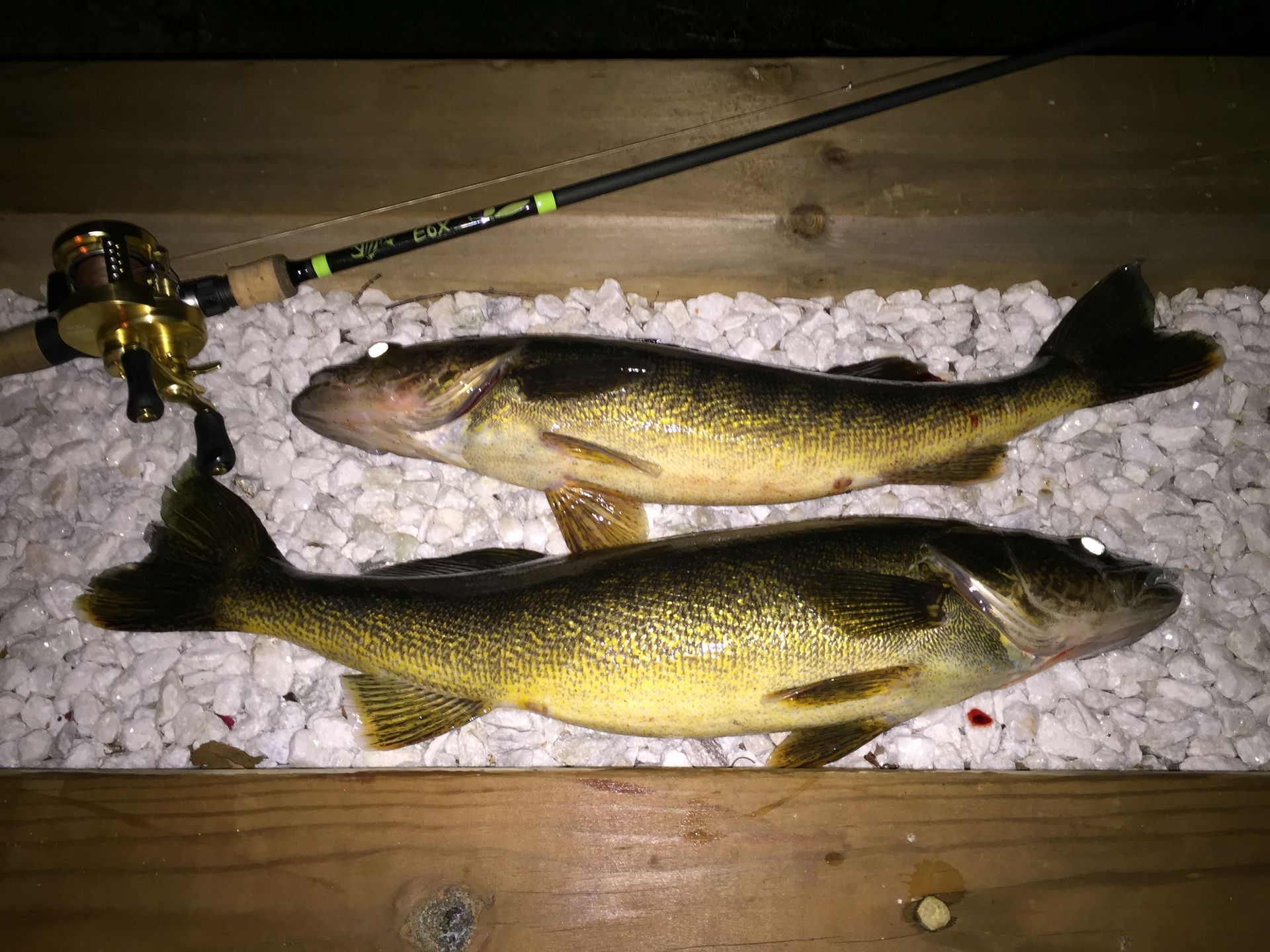 Two fish beside a fishing rod, lying on ice in a wooden boat