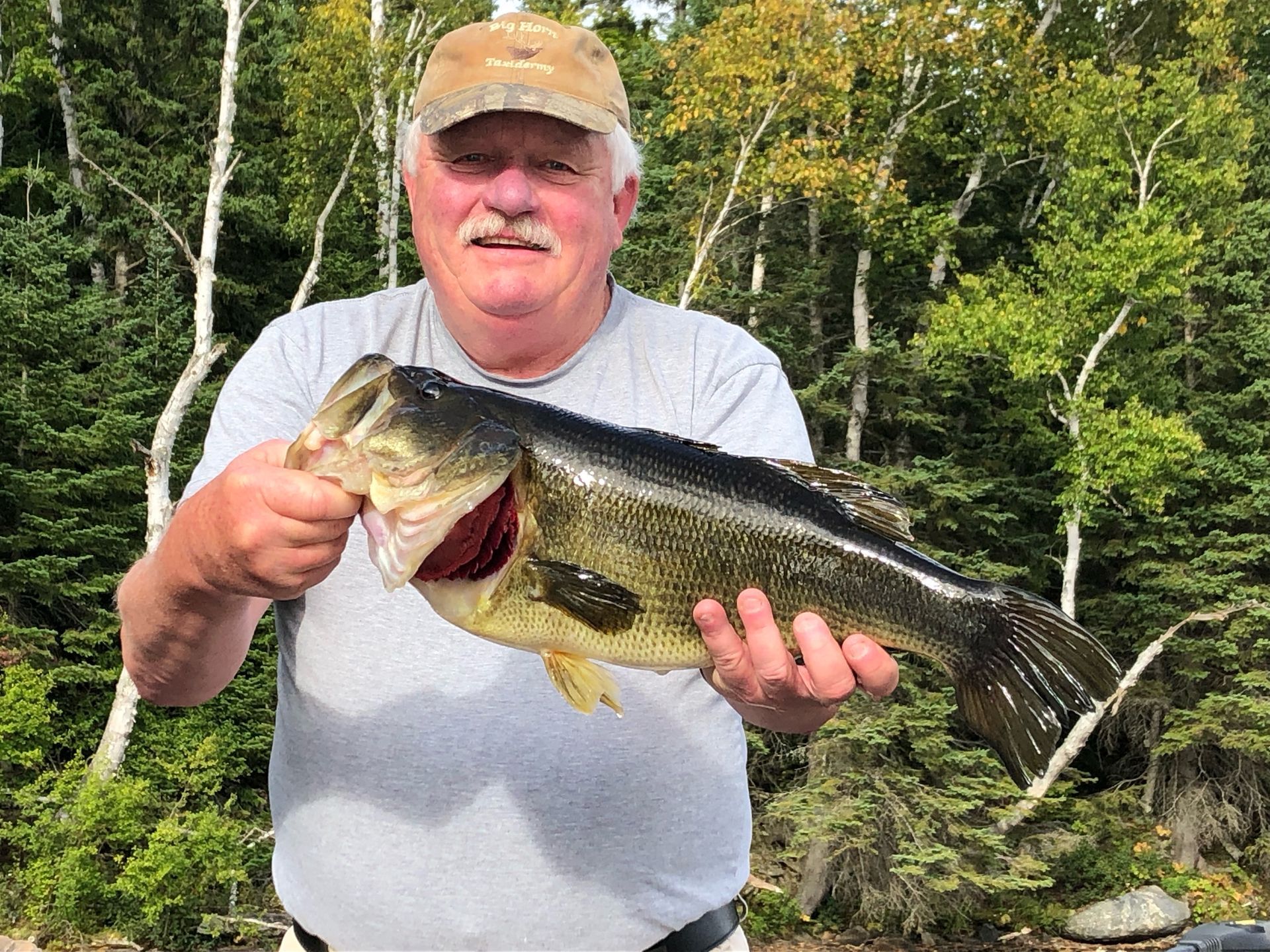 Man holding a large fish outdoors in a wooded area, wearing a gray shirt and tan cap.