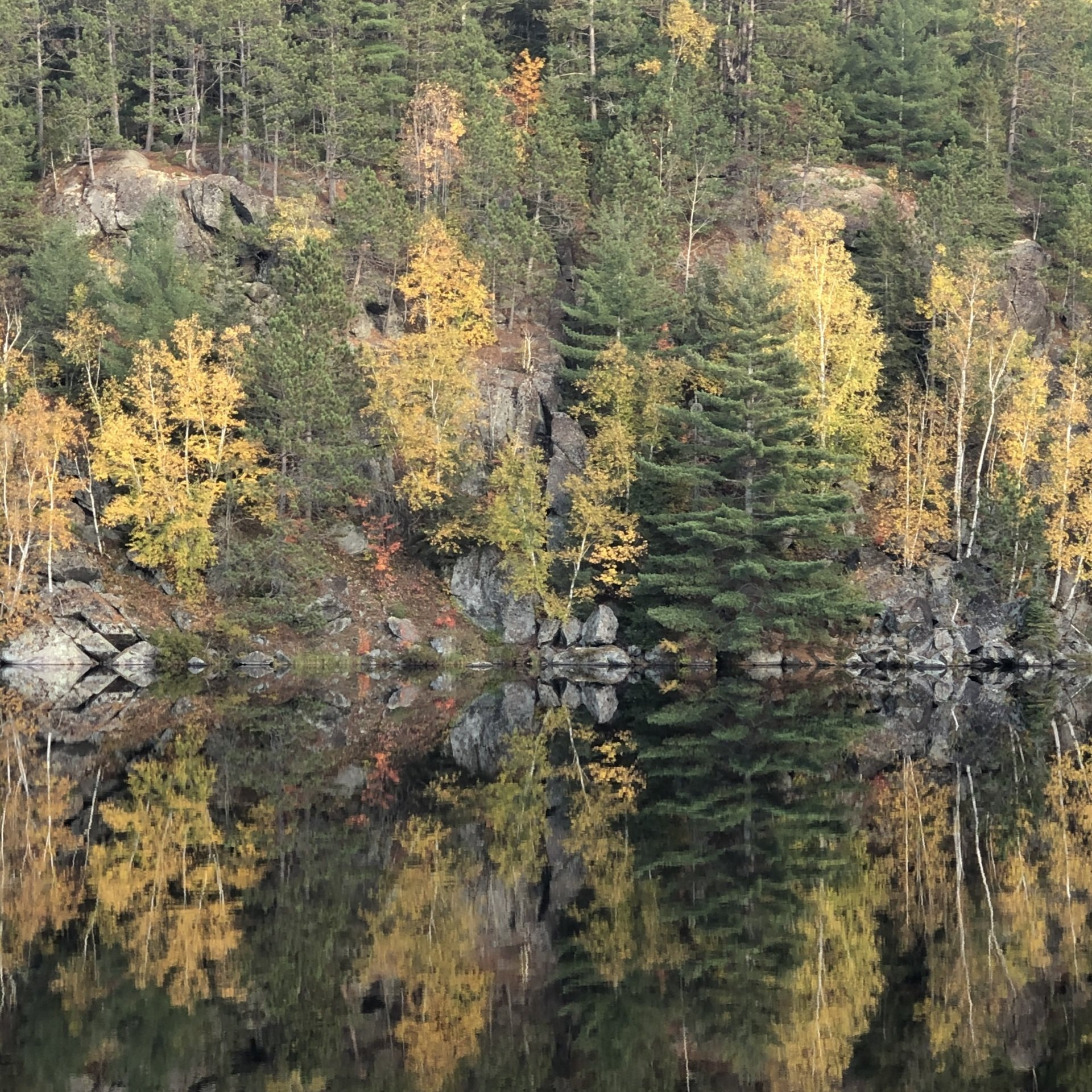 A reflection of trees in a body of water