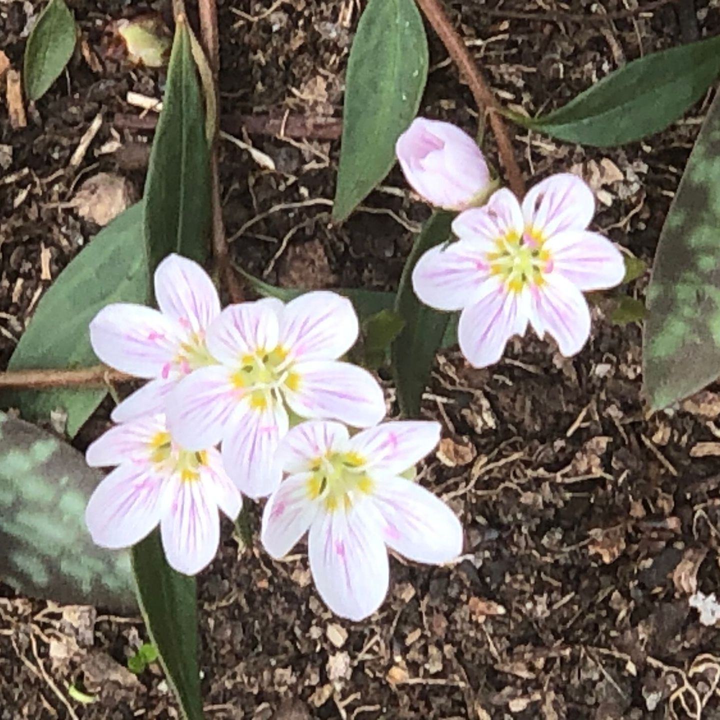 A bunch of small white flowers with yellow centers
