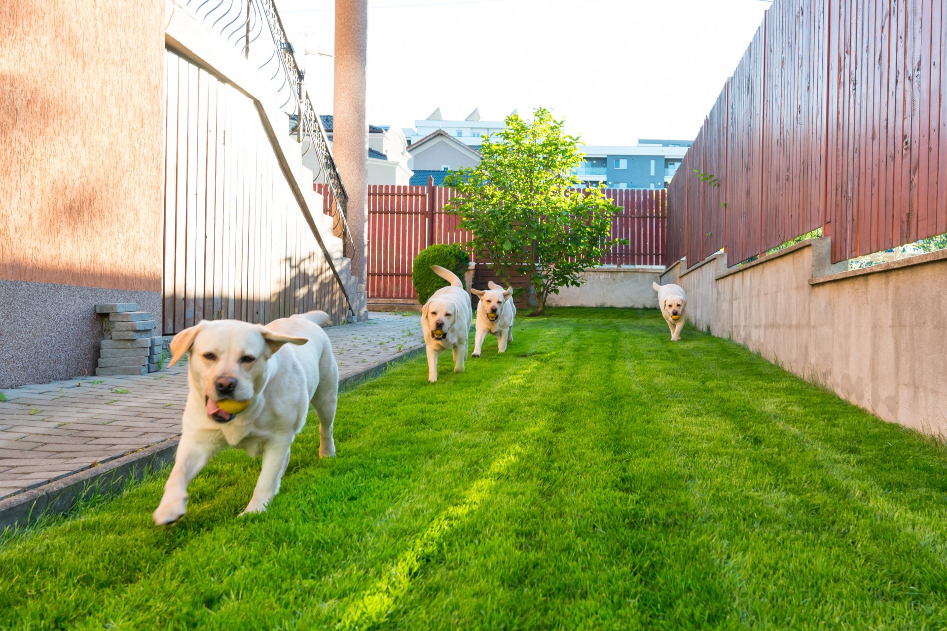 About Us Elkhorn, NE Omaha Dog Pro