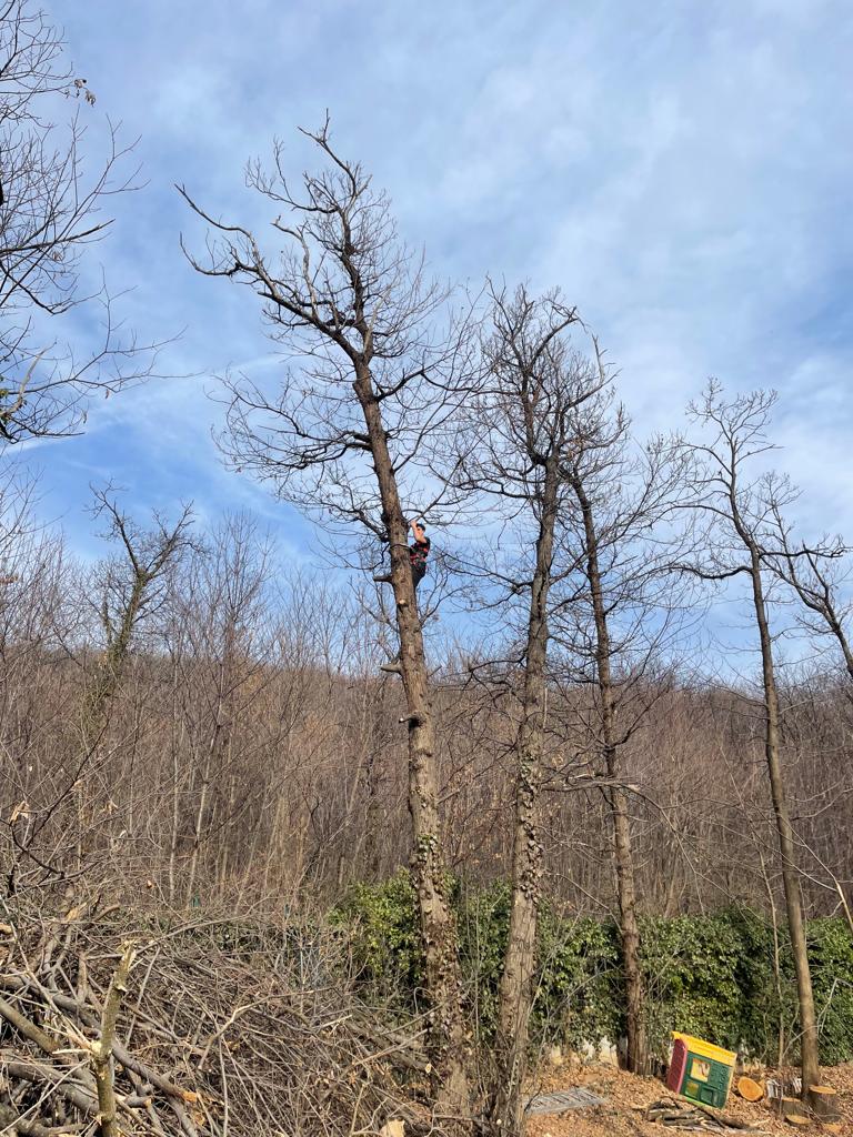 Giardiniere Rivoli, Grugliasco, Torino, Collegno F.B. GARDEN