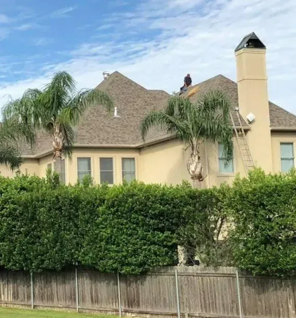 House with a brown shingle roof, chimney, palm trees, and a ladder against the side, partially obscured by green hedges.