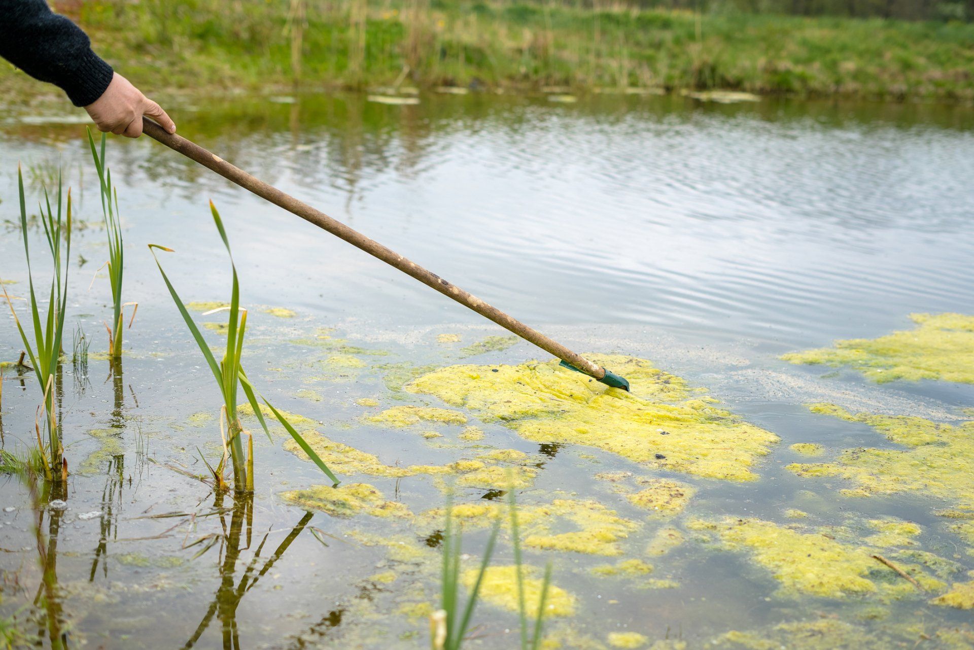 Aquatic Service — Rochester, NH — ArborPro Plant Care Experts