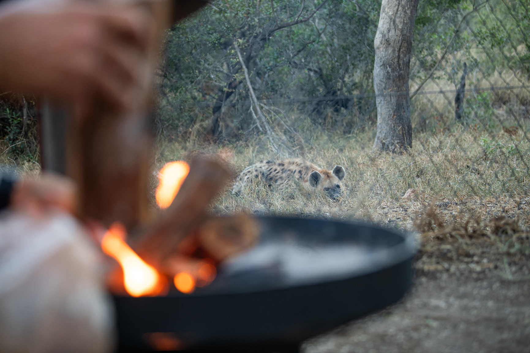 Hyena peering through a fence, observing a fire pit with burning wood.