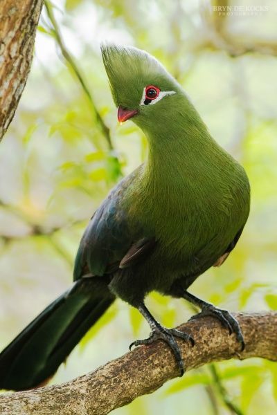 Green turaco with a prominent crest perched on a branch.