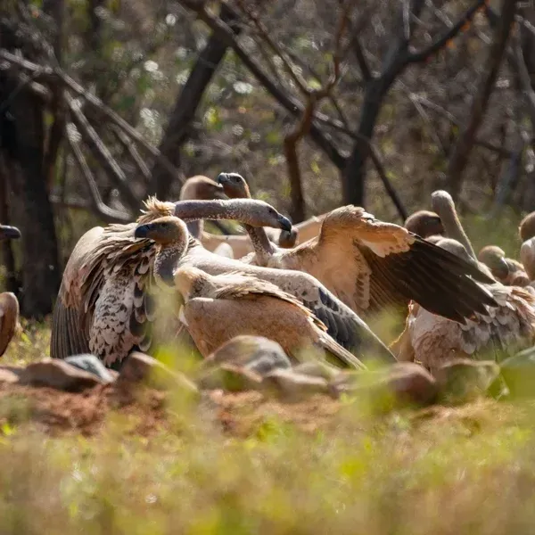 A group of vultures are sitting on the ground in a field.