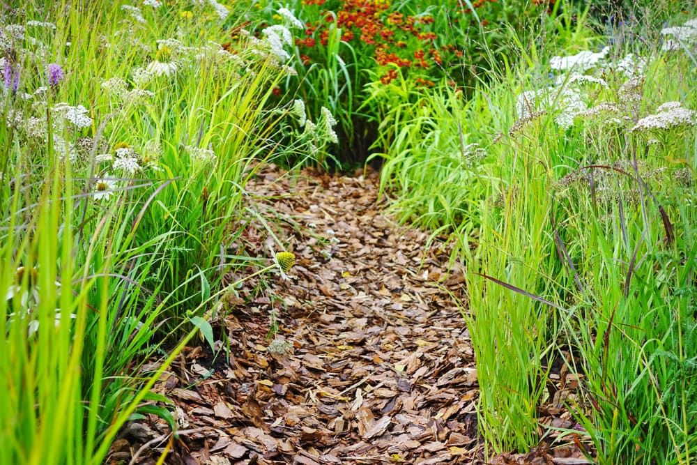 A path surrounded by tall grass and flowers in a garden. — Cooloola Coast Property Maintenance in Gympie, QLD