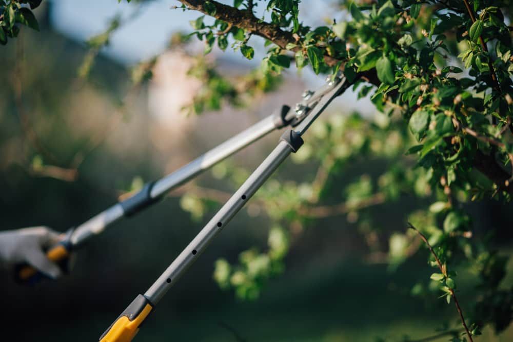 A Person Is Cutting A Tree Branch With A Pair Of Cutters — Cooloola Coast Property Maintenance in Gympie, QLD