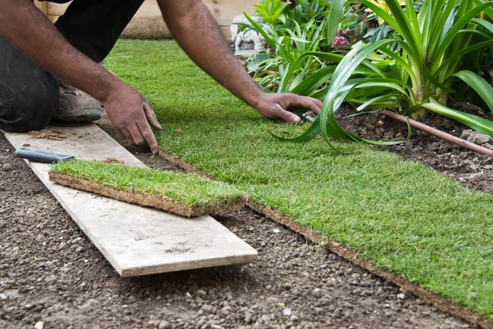 A Man Is Laying Grass — Cooloola Coast Property Maintenance in Rainbow Beach, QLD