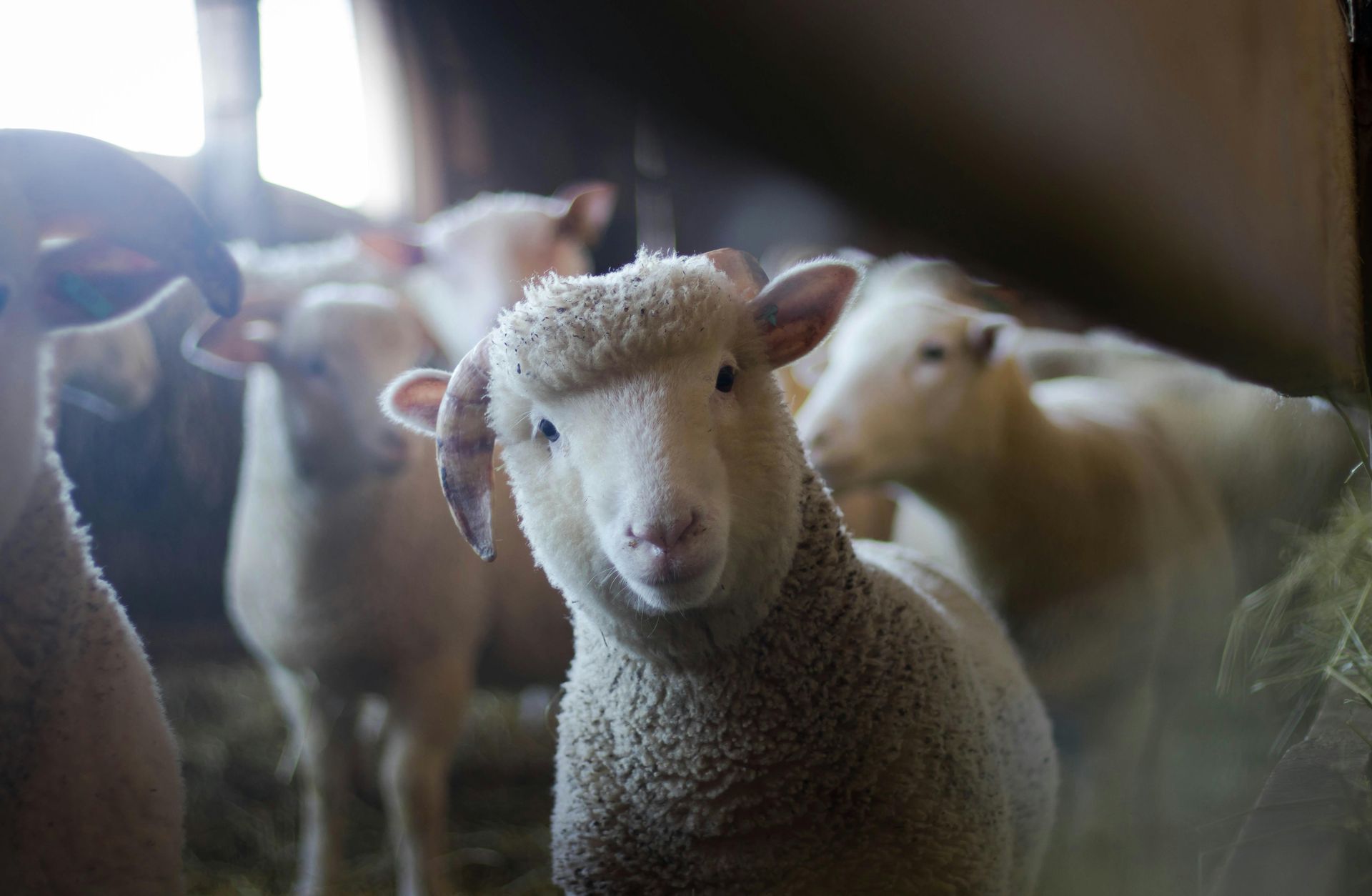 Fluffy sheep looking at camera inside a barn, others in background.