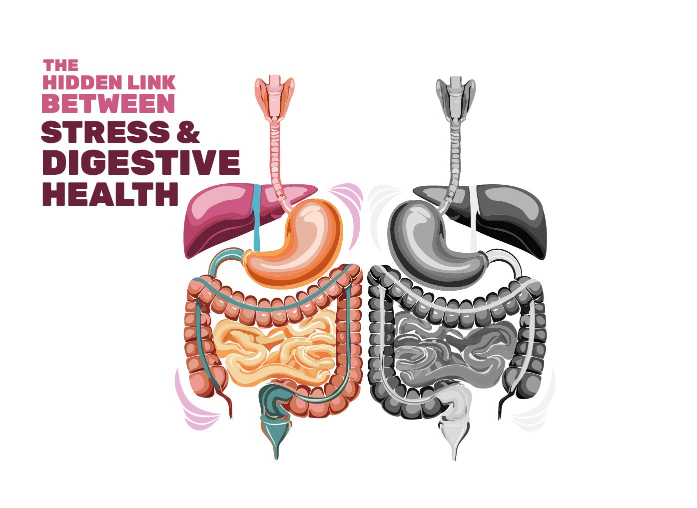 Illustration showing digestive system in color (healthy) and grayscale (stressed), with title: 