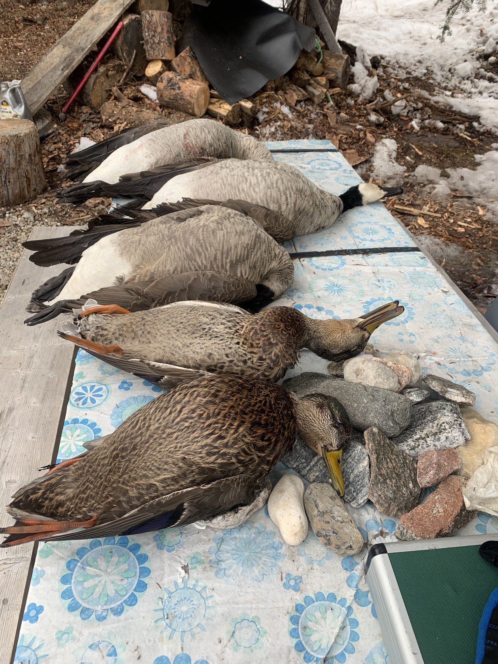 OMTARIO CANADA FISHING GUIDE. ONTARIO CANADA HUNTING OUTFITTER