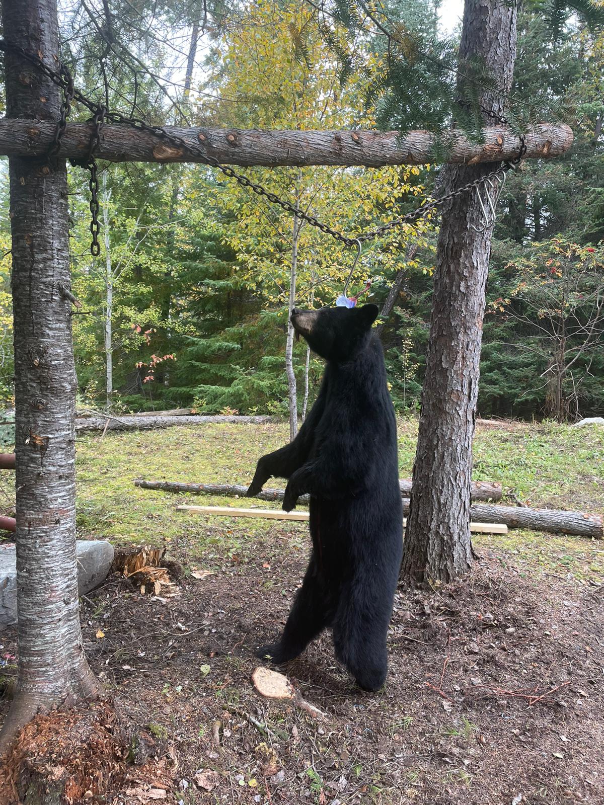 Black bear hunt Ontario Canada