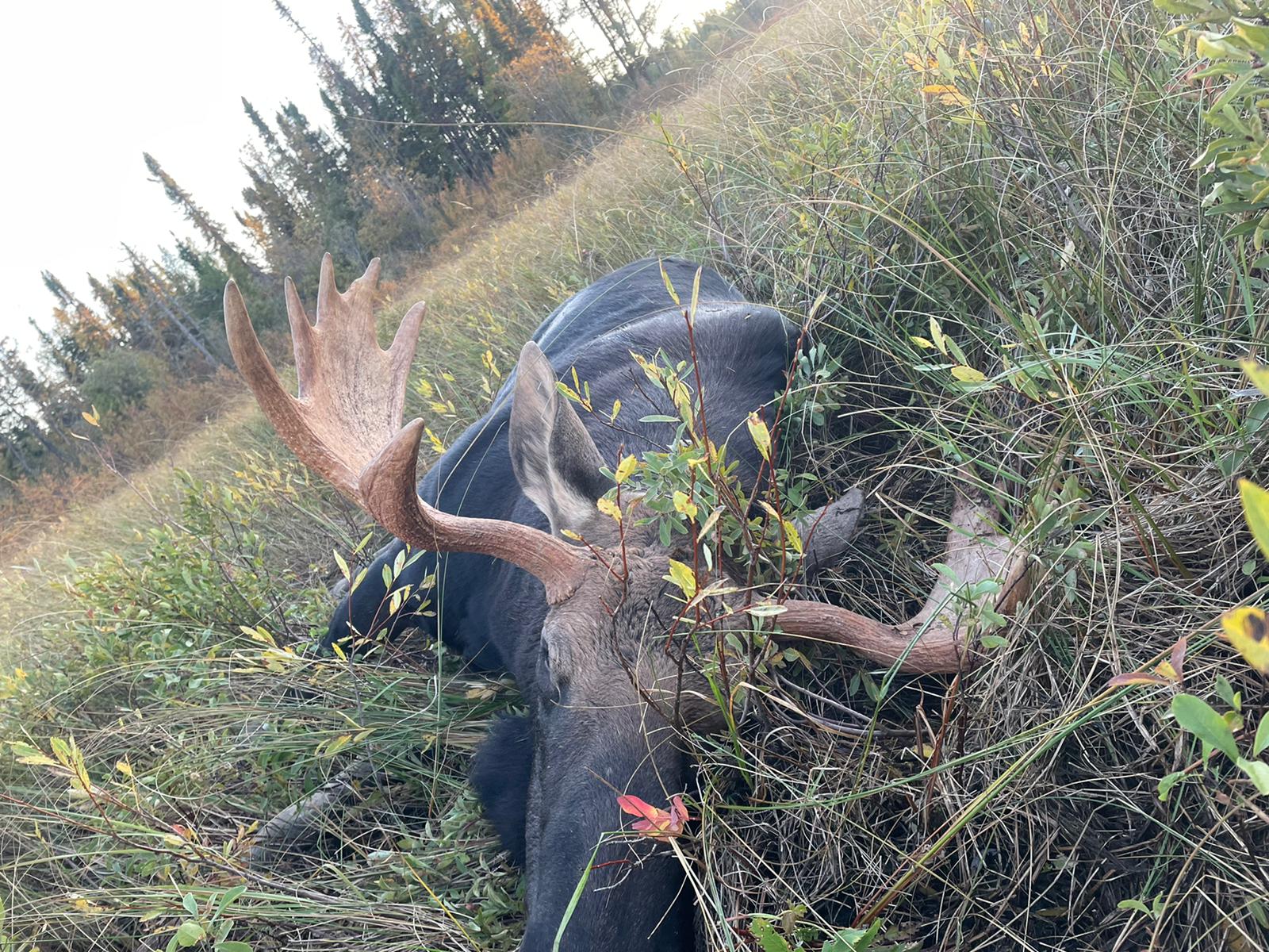 Moose hunting Ontario Canada