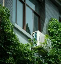 Green vines climbing a building wall beside windows and an air conditioner unit