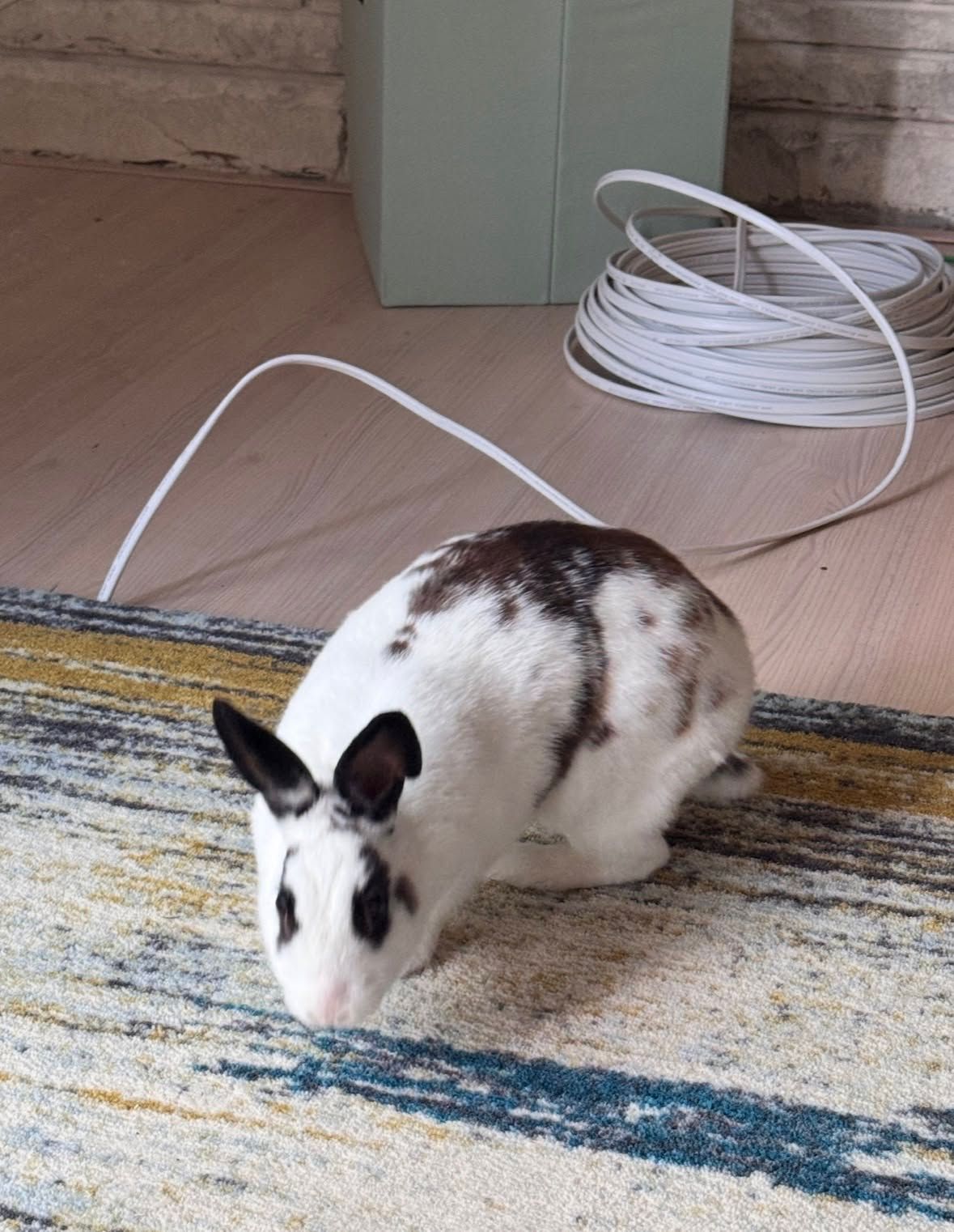 Black-and-white rabbit on a rug beside a coiled white cable indoors