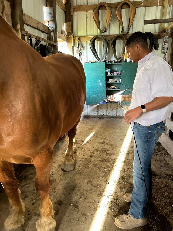 Person standing beside a brown horse in a stable, with saddles hanging on the wall.