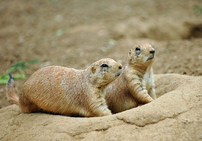 Groundhogs — North Versailles, PA — Pearce Pest Control