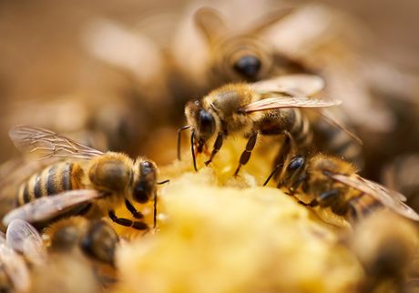 Bees Swarming and Feeding on the Comb — North Versailles, PA — Pearce Pest Control