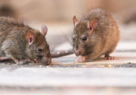 Rat Eating Seeds — North Versailles, PA — Pearce Pest Control