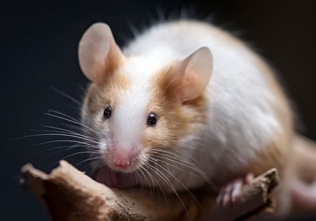 Brown and White Mouse — North Versailles, PA — Pearce Pest Control