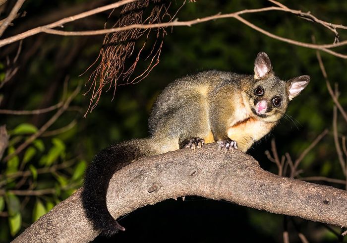 Brushtail Possum — North Versailles, PA — Pearce Pest Control