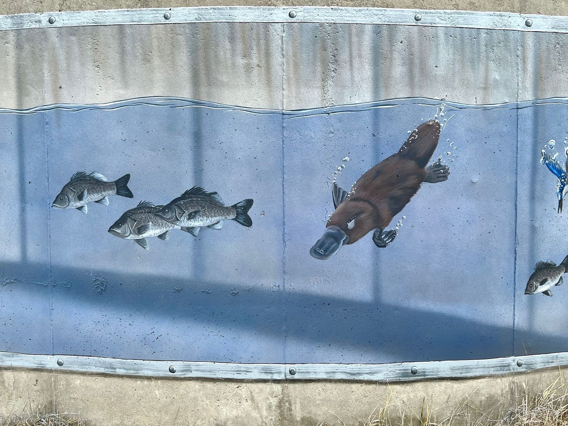 Merino Water Tank Art, Australian Silo Art Trail