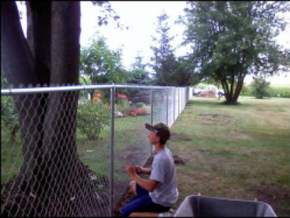 Person kneeling by a chain-link fence, looking up at tall trees in a grassy yard.