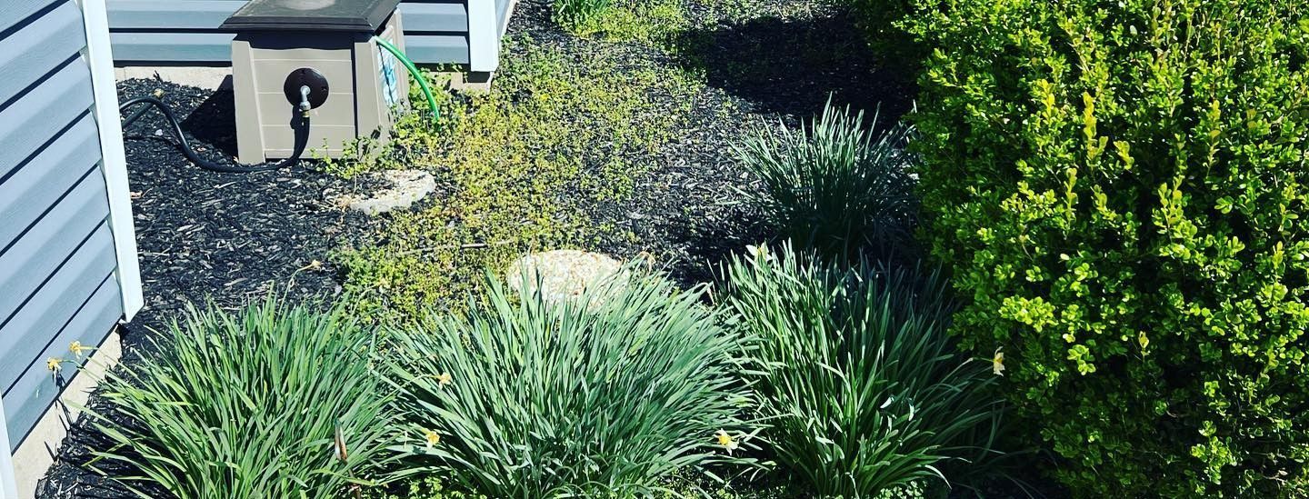 A garden with lots of plants and bushes in front of a house.