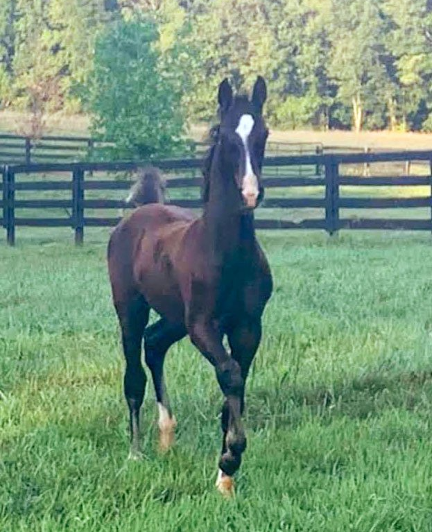 photo of American Saddlebred horse, He Thinks We're Nuts, trotting in a pasture