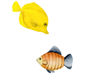 Yellow fish above orange fish with blue fins, white background.