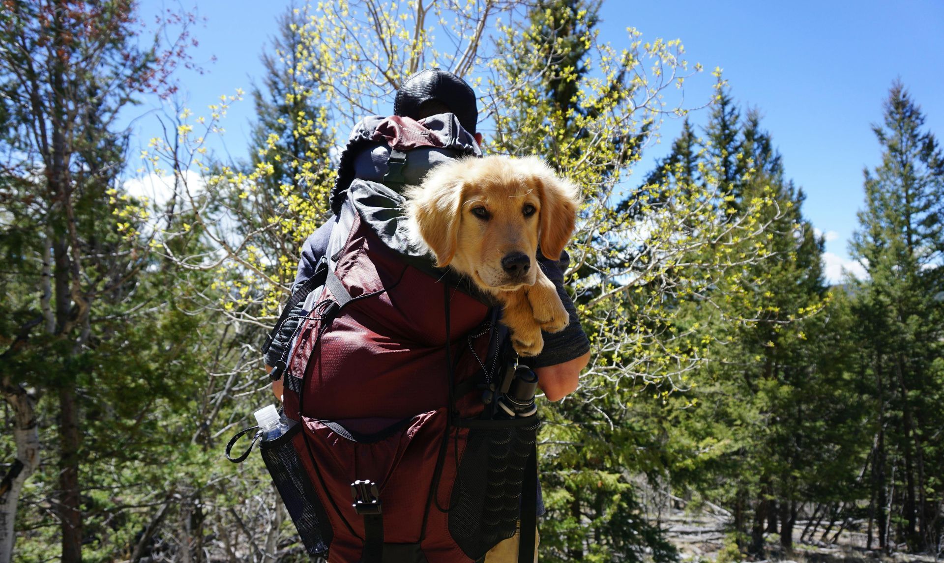 exercise with your dog