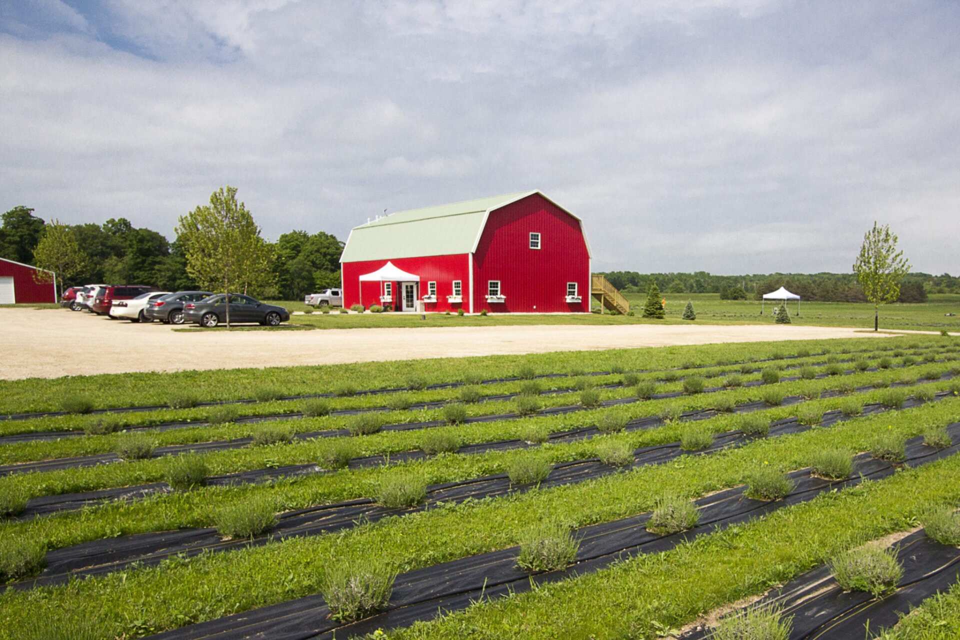 Red barn with green roof and lavender field on a sunny day. Cars are parked nearby.