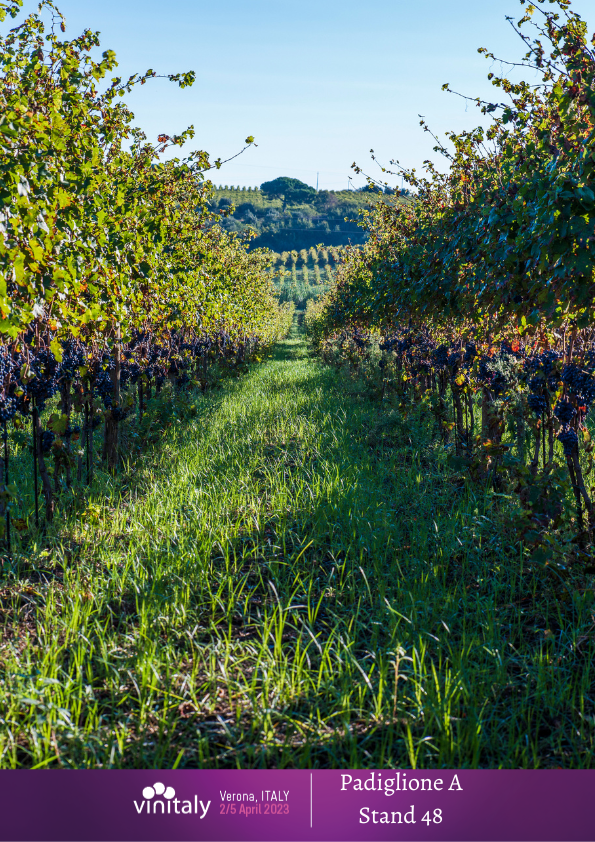 raccolta uva da vino